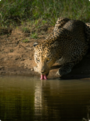 Beach Paradise Getaway
